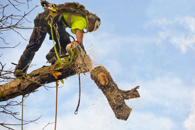 Are tree surgeons well paid