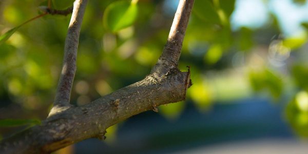 Why you should not prune trees