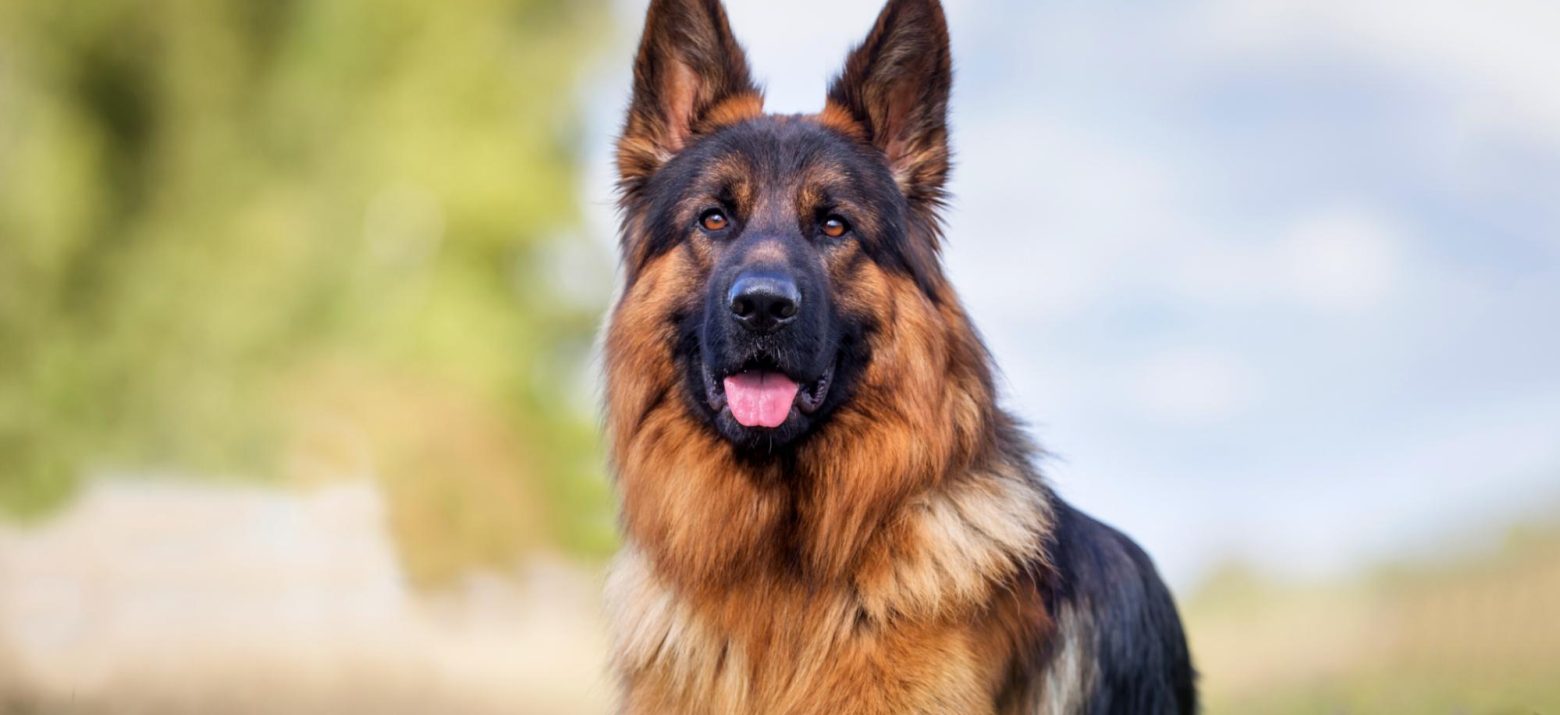Does CBD Work Immediately in Dogs?