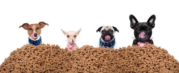 Does CBD work immediately in dogs