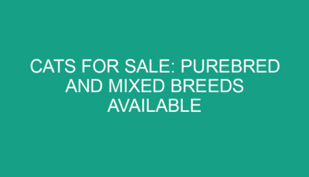 Cats for Sale: Purebred and Mixed Breeds Available
