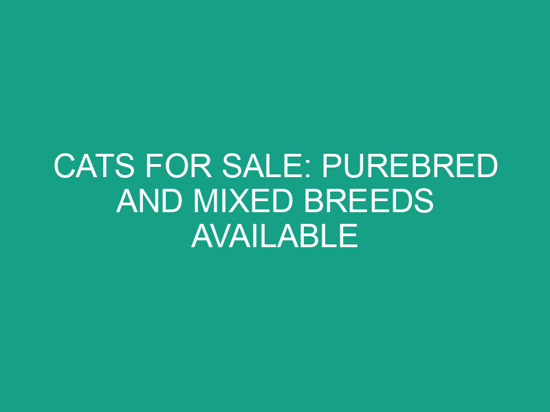 Cats for Sale: Purebred and Mixed Breeds Available