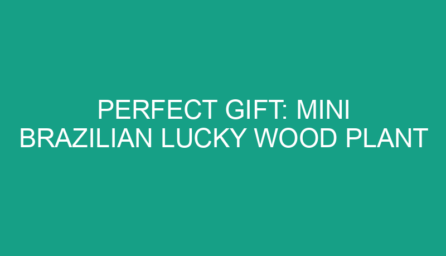 Perfect Gift: Mini Brazilian Lucky Wood Plant