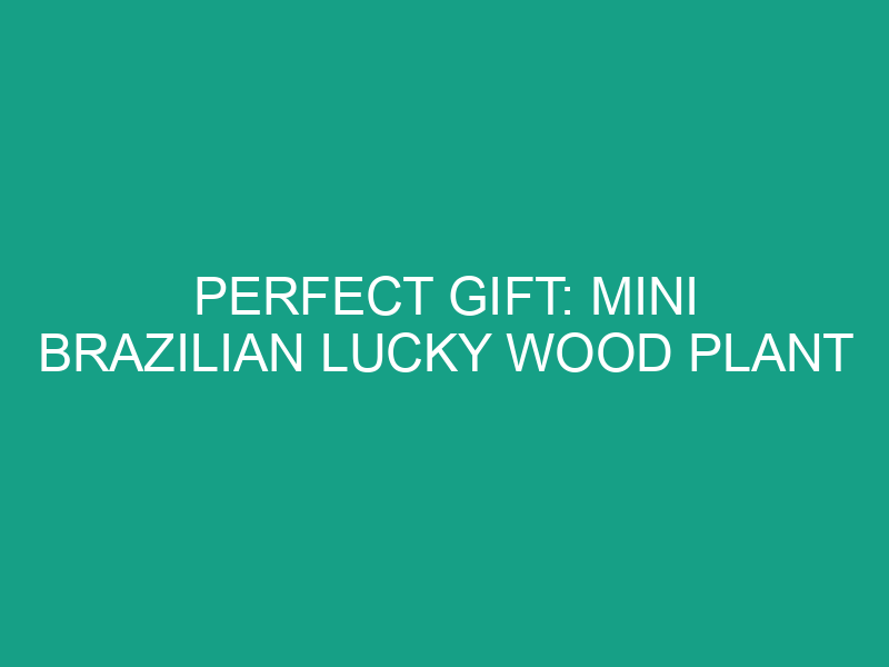 Perfect Gift: Mini Brazilian Lucky Wood Plant