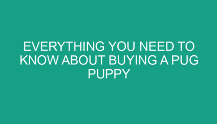 Everything You Need to Know About Buying a Pug Puppy
