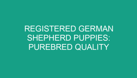 Registered German Shepherd Puppies: Purebred Quality