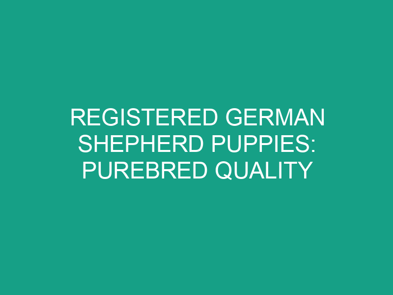 Registered German Shepherd Puppies: Purebred Quality
